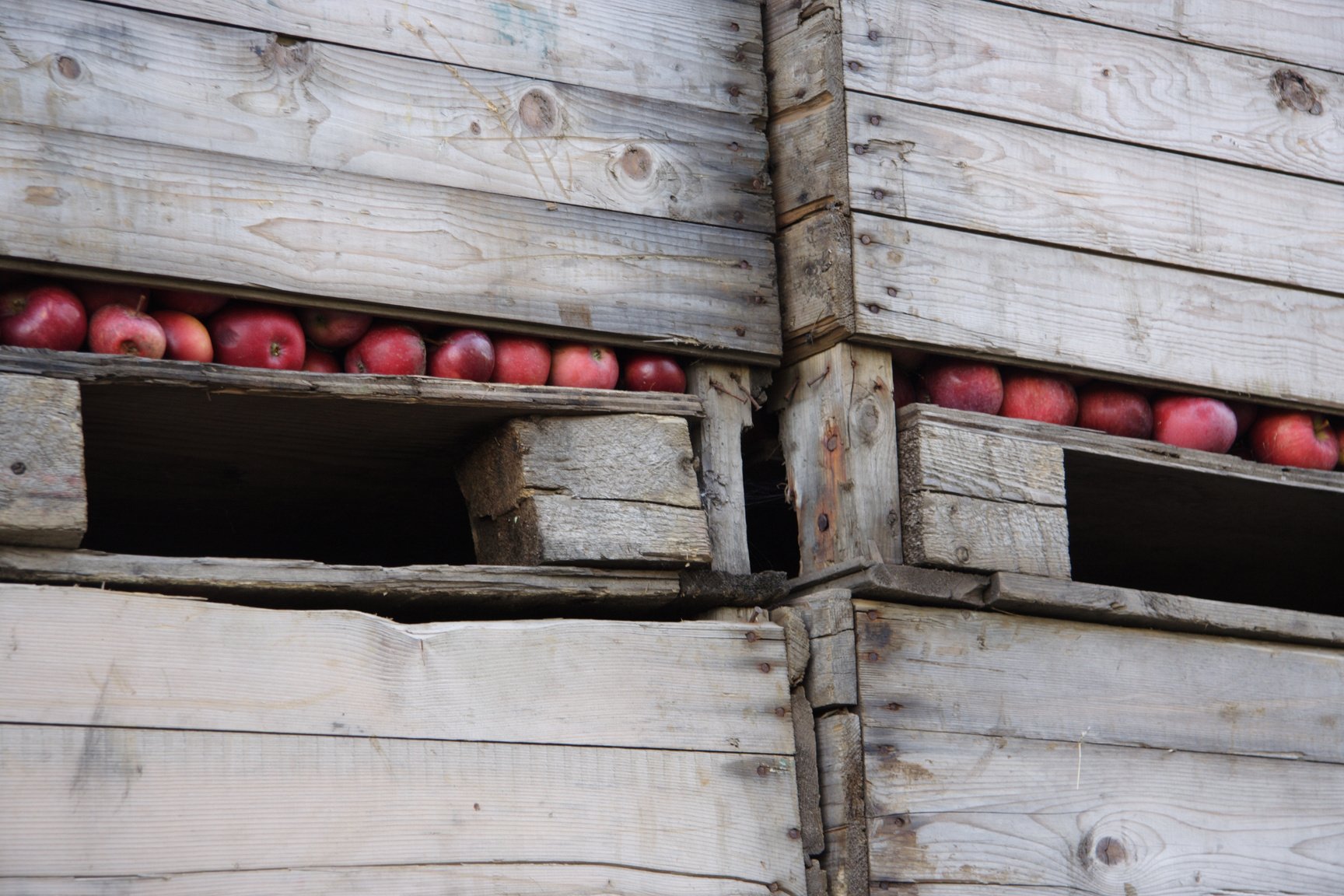 apples in wood bins